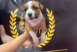 Američki Stafordski Terijer štenci  , Srpski Itebej