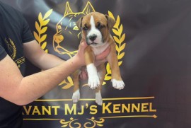 Američki Stafordski Terijer štenci  , Srpski Itebej