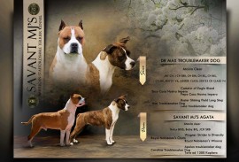 Američki Stafordski Terijer štenci  , Srpski Itebej