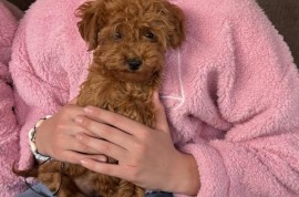 Toy Pudle na prodaju, Inđija