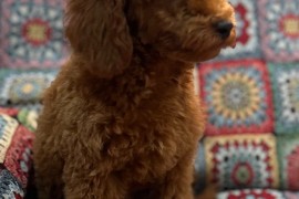 Toy Pudle na prodaju, Inđija