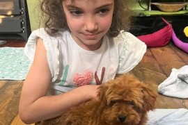 Toy Pudle na prodaju, Inđija