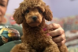 Toy Pudle na prodaju, Inđija