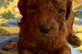 Toy Pudle na prodaju, Inđija