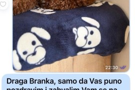 Toy Pudle na prodaju, Inđija