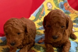 Toy Pudle na prodaju, Inđija