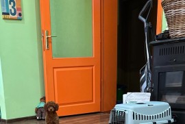 Toy Pudle na prodaju, Inđija