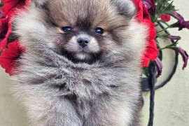 Pomeranac BOO medvedići, Pomeranski Špic, Loznica