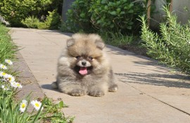 Pomeranac BOO medvedići, Pomeranski Špic, Loznica