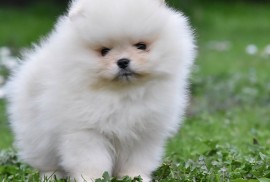 Pomeranac BOO medvedići, Pomeranski Špic, Loznica