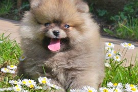 Pomeranac BOO medvedići, Pomeranski Špic, Loznica