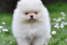 Pomeranac BOO medvedići, Pomeranski Špic, Loznica