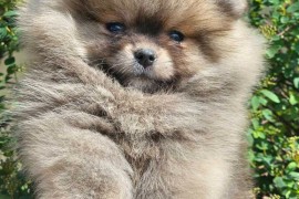 Pomeranac BOO medvedići, Pomeranski Špic, Loznica