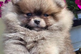 Pomeranac BOO medvedići, Pomeranski Špic, Loznica