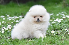 Pomeranac BOO medvedići, Pomeranski Špic, Loznica