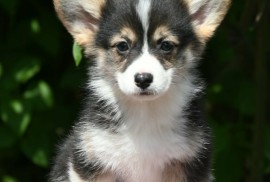 Velski korgi/Welsh Corgi Pembroke štenci, Valjevo