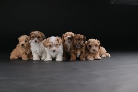 Havanski Bišon prelepi stenci, Beograd