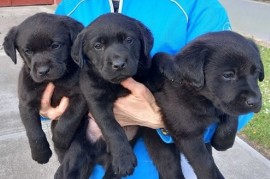 Prodajem tri muska steneta Labradora, Martinci