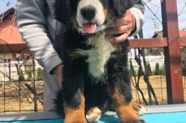 Bernski planinski pas štenci , Novi Sad