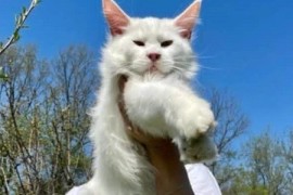 Maine Coon mačići, Kućni ljubimci, Mačke i mačići, Kragujevac