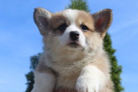 Velški korgi - Pembrok, Bačka Palanka