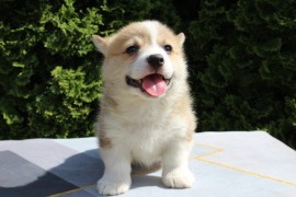 Velški korgi - Pembrok, Bačka Palanka