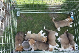 Velški korgi - Pembrok, Bačka Palanka