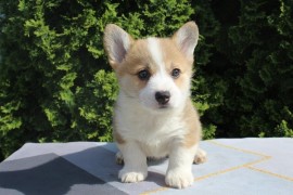 Velški korgi - Pembrok, Bačka Palanka