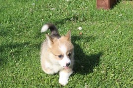 Velški korgi - Pembrok, Bačka Palanka