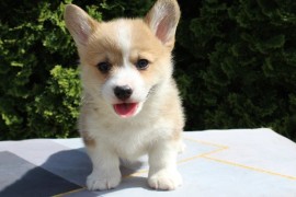 Velški korgi - Pembrok, Bačka Palanka