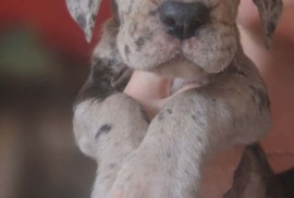 Nemacka Doga prelepi stenci, Beograd (Sopot)