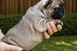 Francuski Buldog prelepi štenci, Beograd