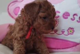 Toy Pudle prelepi stenci, Zrenjanin