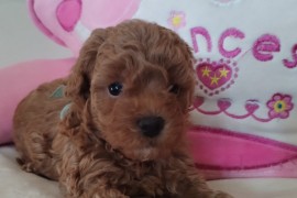 Toy Pudle prelepi stenci, Zrenjanin