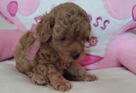 Toy Pudle prelepi stenci, Zrenjanin