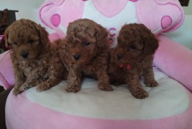 Toy Pudle prelepi stenci, Zrenjanin