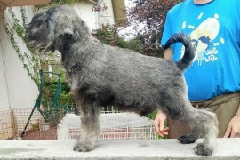 Štenci patuljastih šnaucera  , Beograd