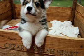 Korgi štenci na prodaju, Valjevo