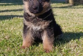 Nemački Ovčar prelepi štenci, Prokuplje