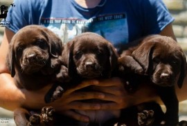 Labrador Retriver štenci, čokoladni , Čelarevo