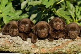 Labrador Retriver štenci, čokoladni , Čelarevo