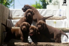 Labrador Retriver štenci, čokoladni , Čelarevo