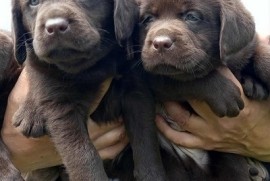 Labrador Retriver štenci, čokoladni , Čelarevo