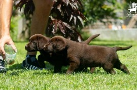 Labrador Retriver štenci, čokoladni , Čelarevo