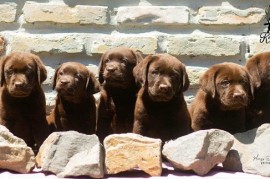 Labrador Retriver štenci, čokoladni , Čelarevo