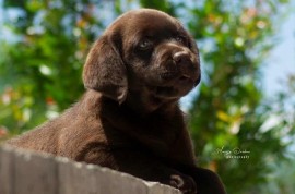 Labrador Retriver štenci, čokoladni , Čelarevo