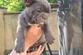 Francuski Buldog sky blue štenci, Vršac