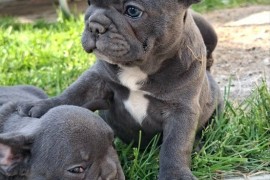 Francuski Buldog sky blue štenci, Vršac