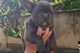 Francuski Buldog sky blue štenci, Vršac