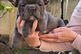 Francuski Buldog sky blue štenci, Vršac